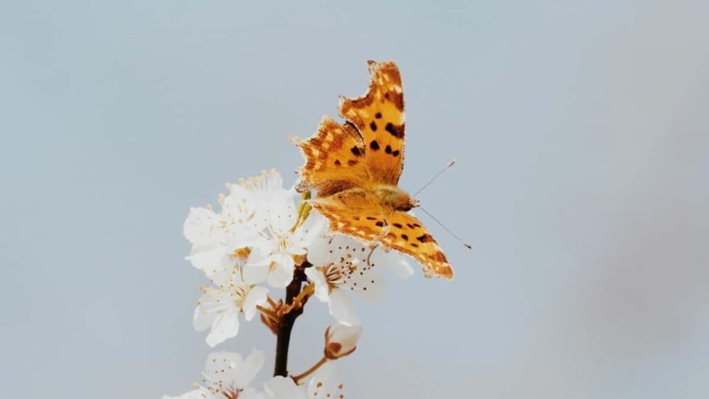 Praktisk guide til danske annoncrer: hvordan du finder og aktiverer armeniske WeChatcreators til creator-led salgskampagner.