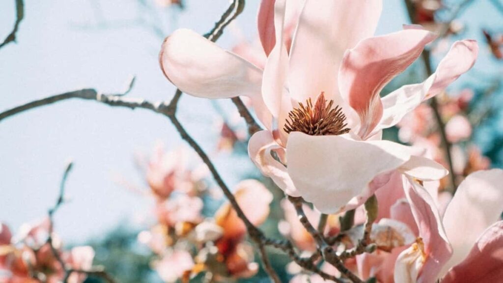 Guide for danske annoncrer: hvordan du finder slovakiske OnlyFansskabere til ssonkampagner kanaler, outreach, compliance og privacy-tips.