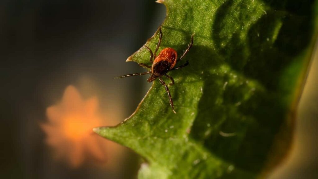 Praktisk guide for danske annoncrer: hvor og hvordan du finder tunesiske Twitchcreators, outreachskabeloner, risikotjek og kampagneKPIs handson rad baseret pa brancheindsigt.