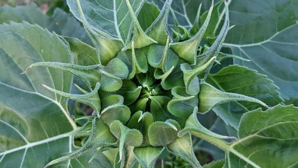 Praktisk guide til danske kreatrer: hvordan kontakte argentinske brands via Threads for unboxings, PR-samples og samarbejde.