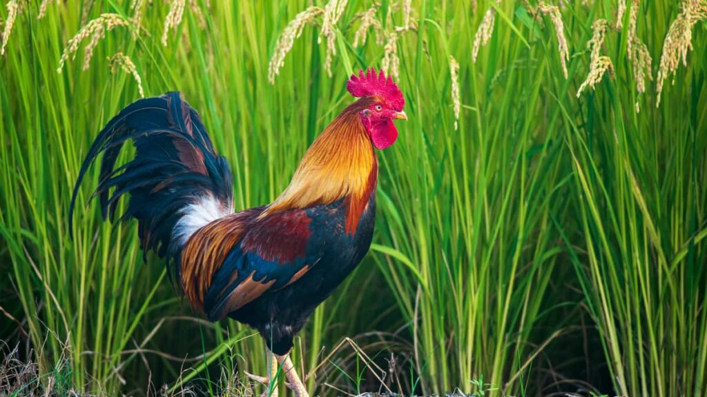 Praktisk guide til danske annoncrer: hvordan du finder og samarbejder med libanesiske WeChat-creators for at promovere lokale ture taktikker, risici og lokal indsigt.