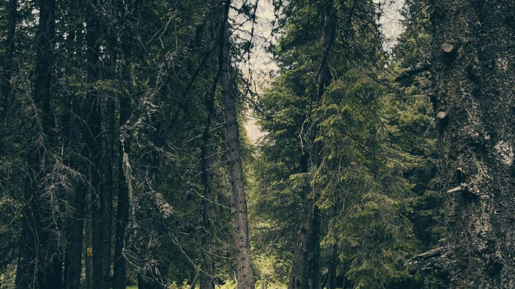 Praktisk guide til danske annoncrer: hvordan du finder og samarbejder med mexicanske Xiaohongshu-creators om dance challenges taktikker, risikoer og konkrete outreach-trin.