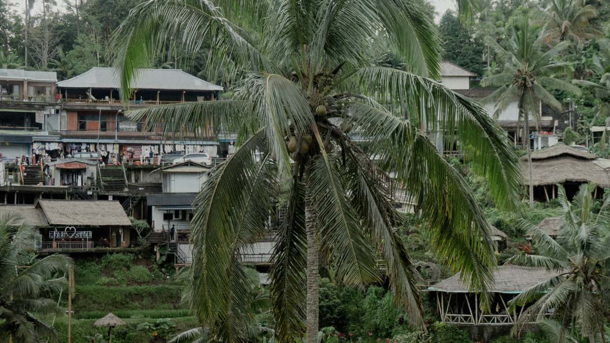 Danske creators: Få UGC fra Puerto Rico-mærker på HBO Max