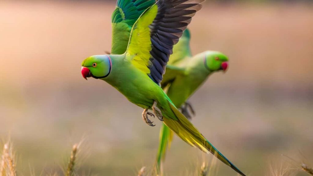 Praktisk guide til danske annoncrer: hvordan du finder Iran-baserede Etsy-slgere/creators, bygger samarbejde og skaber awareness om nye beauty-lanceringer.