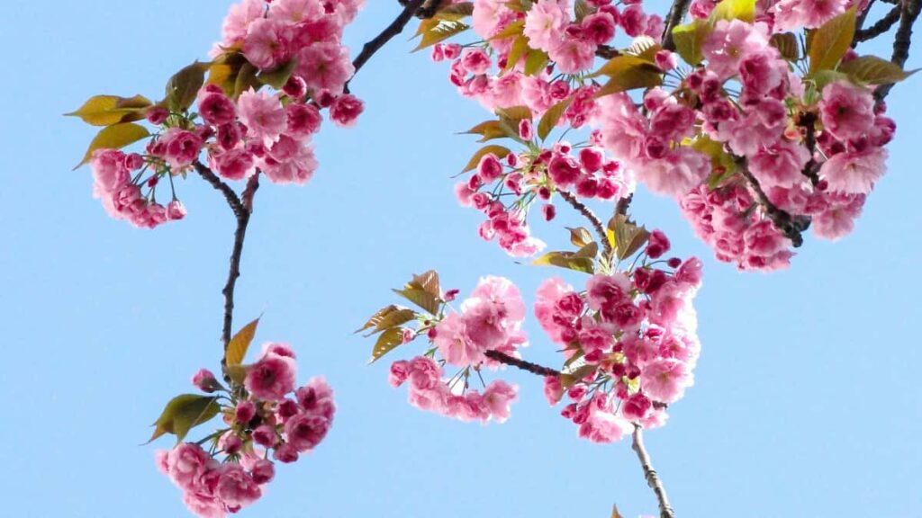 Praktisk guide til danske annoncrer: hvordan du finder og samarbejder med algeriske Netflixskabere og influencers for at promovere lokale ture effektivt.