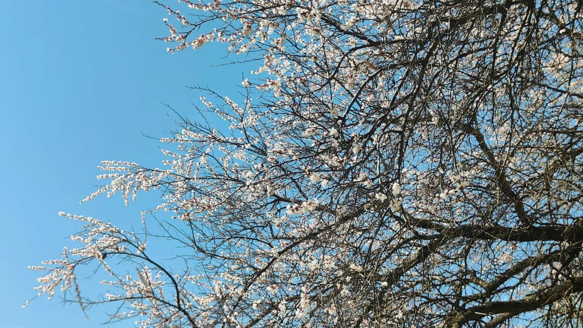 Danske annoncører: Find chilenske Kuaishou-fitnesscreatorer hurtigt