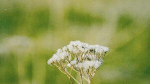 Praktisk guide til danske creators: hvordan du finder, pitcher og co-skaber eksklusive produktbundles med nigerianske brands via Twitter trin-for-trin, taktikker og lokale faldgruber.