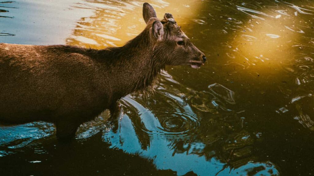 Praktisk guide for danske creators: hvordan du kontakter svenske brands pa Amazon, lander betalte sponsorater og navigerer Amazons system i 2026.