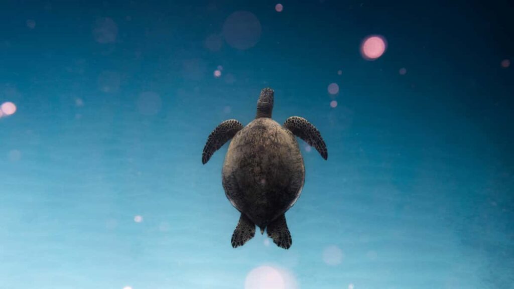 Praktisk guide til danske annoncrer: hvordan du identificerer og rekrutterer Costa Rica YouTube-microcreators til micro-influencer produkttests trin, vrktjer og lokalkendskab.