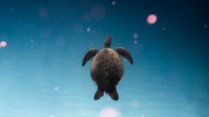 Praktisk guide til danske annoncrer: hvordan du identificerer og rekrutterer Costa Rica YouTube-microcreators til micro-influencer produkttests trin, vrktjer og lokalkendskab.