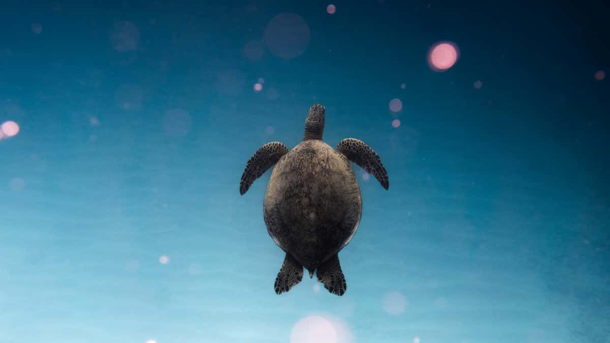 Danske brands: Find Costa Rica YouTube-microcreators hurtigt