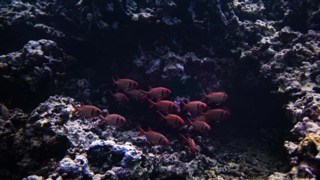 Praktisk guide til danske creators: hvordan du finder, pitch'er og deler fr/efter-transformationer med pakistanske brands pa Roposo taktikker, eksempler og risikoer.